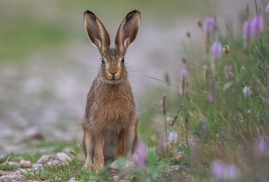 Lapin, Lièvre de Pâques ©sevenziegler