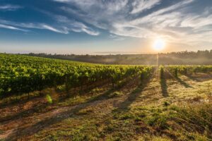 Vignoble français ©Alohamalakhov